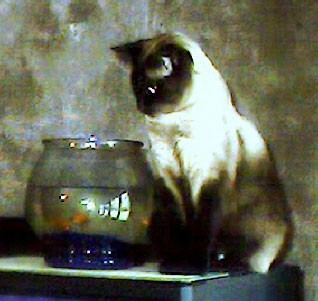 Shawnee and Fish Bowl