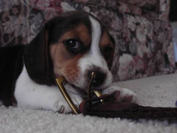 Sir Eatsalot (Beagle)