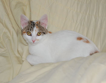 Sissy Cat