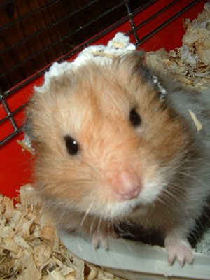 Hamster Cage Cleaning Made Easier