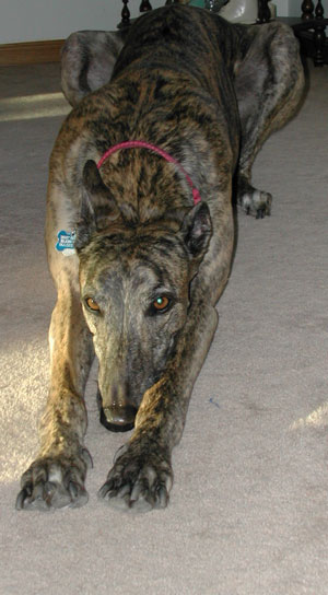 Sparky, A Long Long Dog (Retired Greyhound)