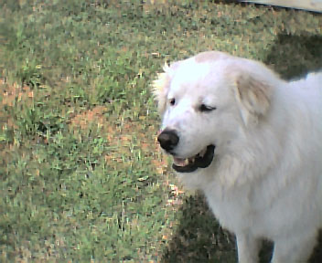 Spencer - Great Pyrenees