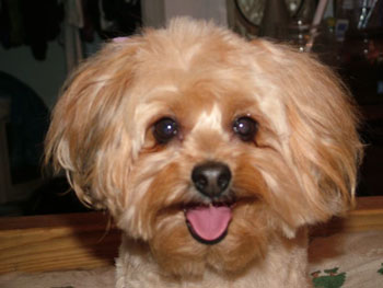 pomeranian poodle pictures pomeranian poodle pictures pomeranian poodle pictures pomeranian poodle pictures