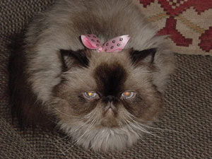 Squishy The Himalayan