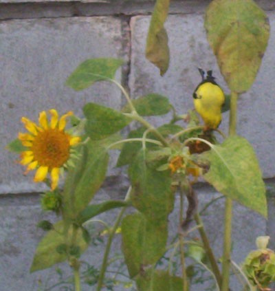 Bird Upside Down Eating from Sunflowers