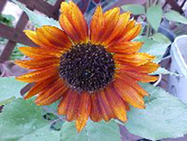 sunflclose.jpg
