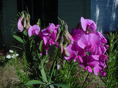 Sweet Peas and Rosemary