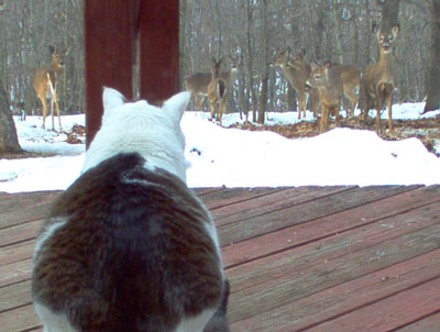 tabbydeer.jpg