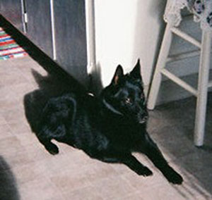Taz (Schipperke)