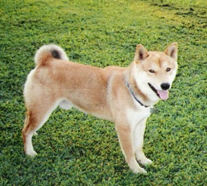 Teddy (Shiba Inu) 