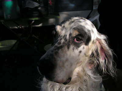 Thunder - English Setter