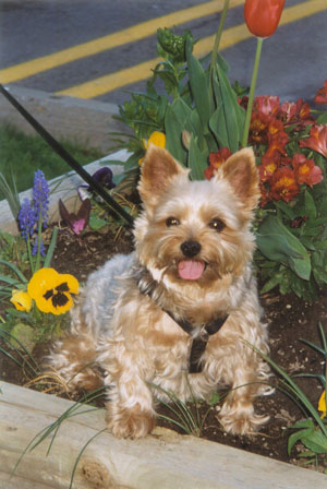 Toby (Yorkshire Terrier)