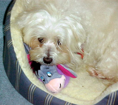 Toby - Maltese/Cockapoo
