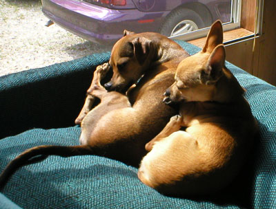 toby and scooter