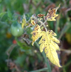 Disease on Tomato Leaves