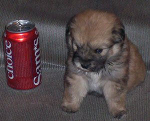 Toto (Poodle/Spitz)