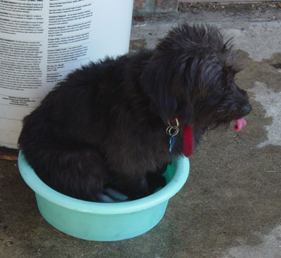 totopool.jpg