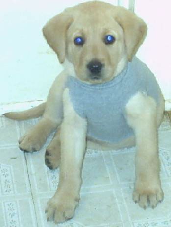 toughdog1.jpg