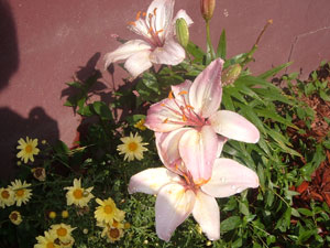 transplantlily.jpg