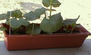 trellis1.jpg