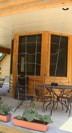 trellis5.jpg