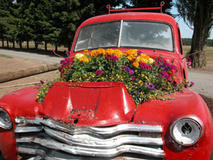 Creative Planter Ideas