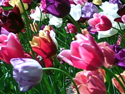 tulips1.jpg
