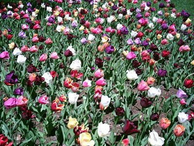 tulips2.jpg