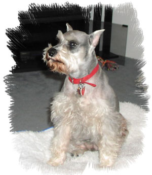 Walter (Miniature Schnauzer)