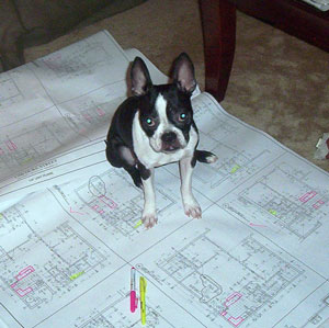 Winston (Boston Terrier)