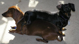 Wiz and Ebony (Miniature Dachshunds)
