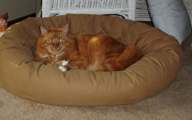 Woobie - Cat