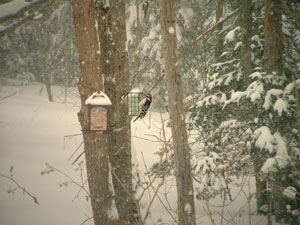 Visit from a Woodpecker