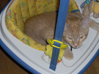 worfcat.jpg