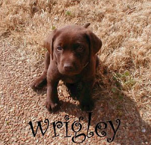 Wrigley (Chocolate Lab)