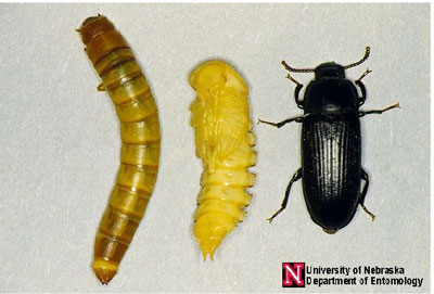 yellowmealworm.jpg