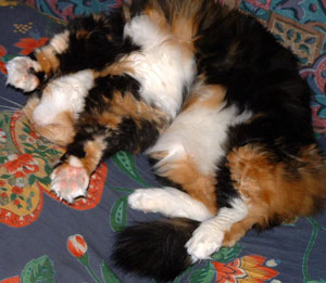 Zephie, A Calico Cat