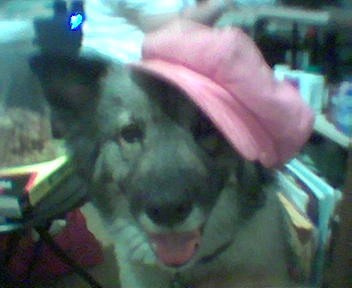 zeusdoggie.jpg