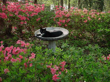 Birdie in the Birdbath