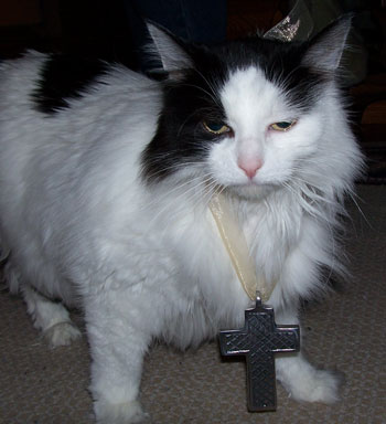 Domino (Persian Mix)