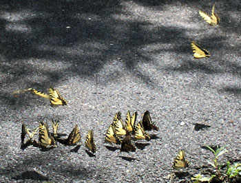 Butterflies in the Alley