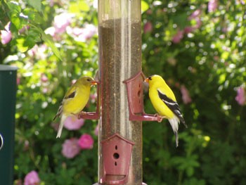 Gold Finches
