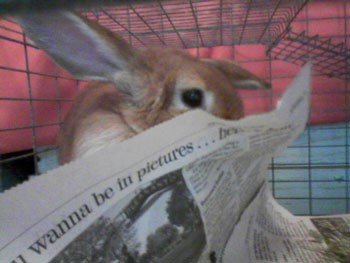Little Bon - Rabbit