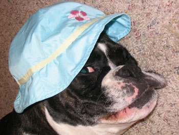 Lola - Boxer