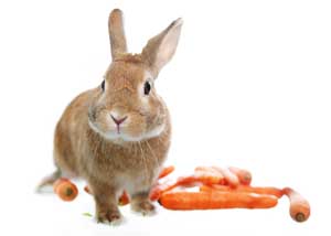Rabbits Eating My Vegetables