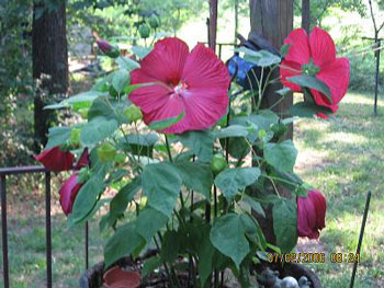 Red Hibiscus