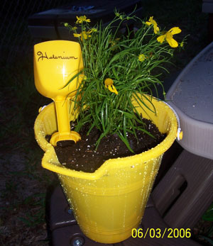 Sand Pail Planters
