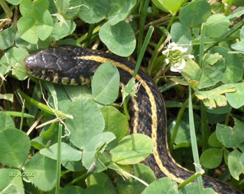 Garter Snake