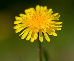 Homemade Weed Killers