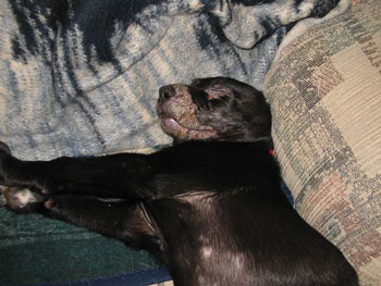 Alvie - Labrador Retriever